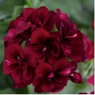 Dark Burgundy Geranium Seeds Hanging Basket Perennial Flowers Seed 10 SEEDS Dark Burgundy Geranium Seeds Hanging Basket Perennial Flowers Seed 10 SEEDS