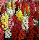 3750 SEEDS Snapdragon Seeds, Tetra Mix, Multi Color Blooms, Bees and Butterflies