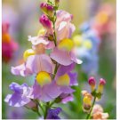 Snapdragon Northern Lights Mix Seeds 300 SEEDS
