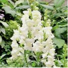 500 SEEDS Snapdragon SNOWFLAKE Blooms Spring-Fall White up to 36" Non-GMO