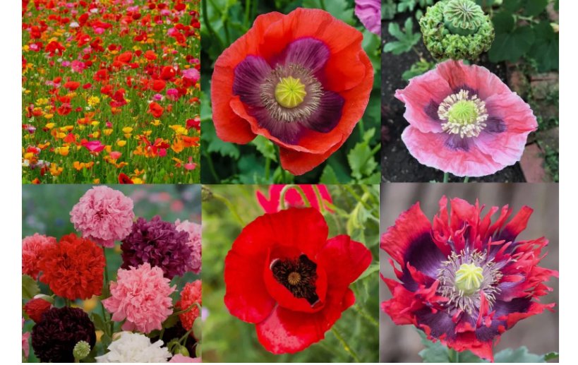 5000 SEEDS Landscaper's Pack THE ULTIMATE POPPY MIX w/ Breadseed Papaver Non-GMO