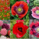 5000 SEEDS Landscaper's Pack THE ULTIMATE POPPY MIX w/ Breadseed Papaver Non-GMO