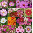 200 SEEDS Cosmos CRAZY FOR COSMOS Mix Loves Heat Pollinators Heirloom Non-GMO