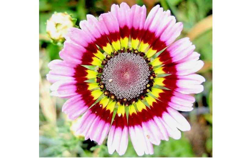 PAINTED DAISY TRICOLOR SPRING MIX SEEDS GIGANTIC FLOWERS 1000 SEEDS