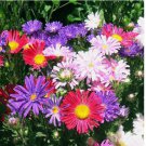 SingleChina Aster Seeds Mix Colorful Daisy-like Garden Flowers 500 SEEDS