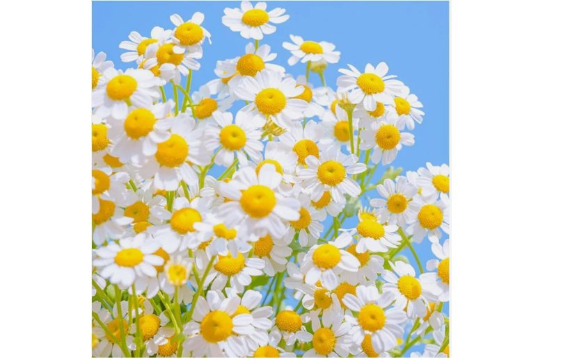 Common German Chamomile Seeds Tea Chamomile Wild Chamomile Annual Herb USA 2000 SEEDS