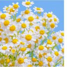 Common German Chamomile Seeds Tea Chamomile Wild Chamomile Annual Herb USA 2000 SEEDS