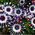 200 SEEDS Osteospermum Mix Seeds ~ Spider ~ Daisy