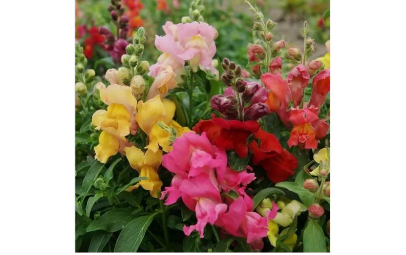 1000 SEEDS Snapdragon MAGIC CARPET MIX MultiColored Blooms Butterflies Non-GMO