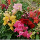 1000 SEEDS Snapdragon MAGIC CARPET MIX MultiColored Blooms Butterflies Non-GMO