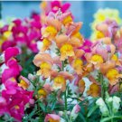 1000 SEEDS Snapdragon MAGIC CARPET Blooms Butterflies Non-GMO