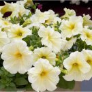 100 SEEDS Petunia Prism Sunshine Pelleted Seeds, Attracts Butterflies