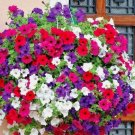 Dwarf PETUNIA MIX Flower Seeds Garden Container Hanging Basket Window Box 2000 SEEDS
