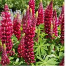 40 SEEDS  Red Russell Lupine Seeds, My Castle