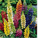 Russell Lupine Mixed Colors Seeds 200 SEEDS