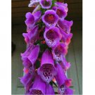 FLOXGLOVE DIGITALIS (WILD) FOREST 2024 SEEDS,2 GRAMS