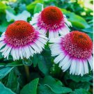 Strawberry & Cream Coneflower Seeds Echinacea Flower 50 SEEDS