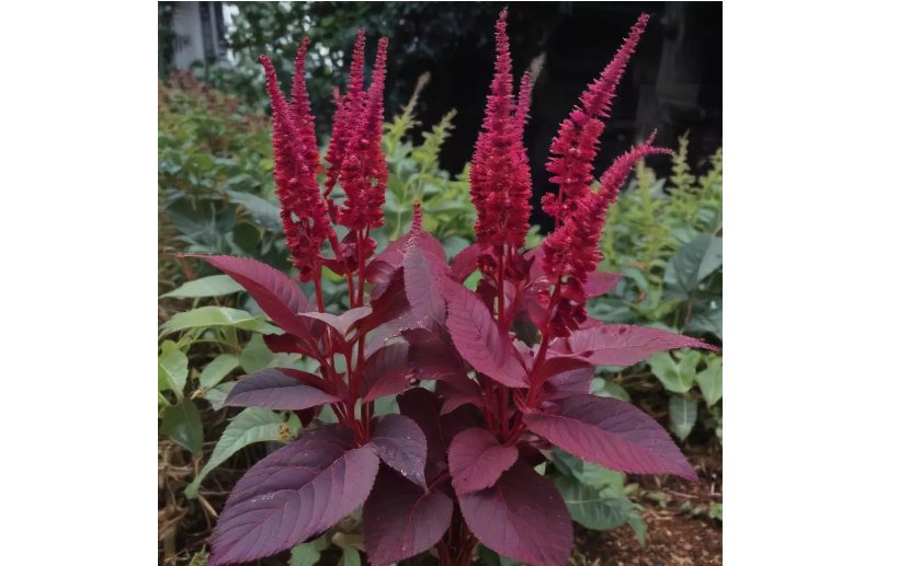 312 SEEDS Amaranth Seeds - Midnight Red: Non-GMO
