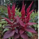 312 SEEDS Amaranth Seeds - Midnight Red: Non-GMO