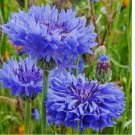200 SEEDS Tall Blue Cornflower Bachelor Button Seeds 200 SEEDS Tall Blue Cornflower Bachelor Button Seeds
