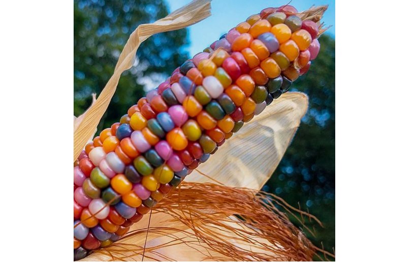 Gem Indian Corn Seeds For Planting Beautiful And Vibrant! Organic 15+ glass