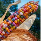 Gem Indian Corn Seeds For Planting Beautiful And Vibrant! Organic 15+ glass