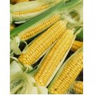 120 SEEDS Early Golden Bantam Sweet Corn Seeds, NON-GMO