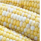 250 SEEDS Peaches & Cream Corn Seeds | Hybrid Bicolor Sweet | Non-GMO