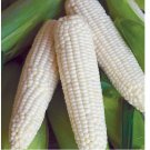 100 SEEDS White Sweet Corn - Truckers Favorite - Seeds - Organic - Non Gmo