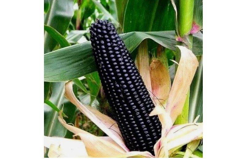 Black Corn Heirloom Seeds - Non-GMO 50 pcs