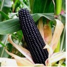 Black Corn Heirloom Seeds - Non-GMO 50 pcs