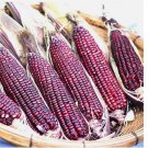 60 SEEDS Bloody Butcher Corn Seeds | Non-GMO