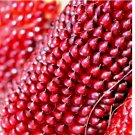 STRAWBERRY RARE RUBY CORN 75 SEEDS RED SPRING SWEET HEIRLOOM NON-GMO STRAWBERRY RARE RUBY CORN 75 SEEDS RED SPRING SWEET HEIRLOOM NON-GMO