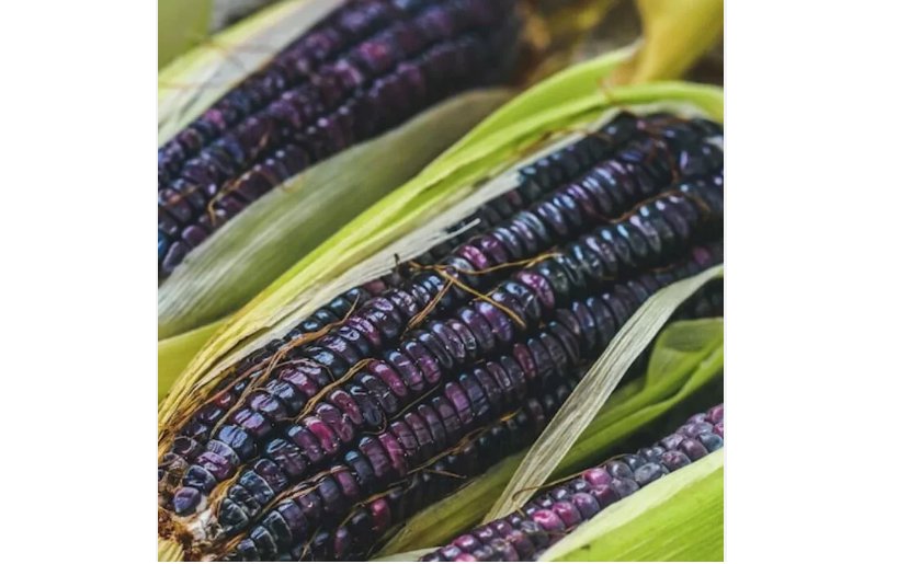 Blue Corn Heirloom Seeds - Non-GMO 50pcs