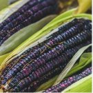 Blue Corn Heirloom Seeds - Non-GMO 50pcs