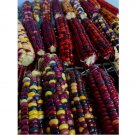 Painted Mountain Corn Seeds . Organic . Vibrant. Rare. Non Gmo 25pcs Painted Mountain Corn Seeds . Organic . Vibrant. Rare. Non Gmo 25pcs