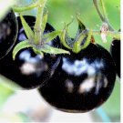 EUROPEAN BLACK CHERRY TOMATOES SEEDS SWEET TASTY HEIRLOOM NON-GMO 75 SEEDS