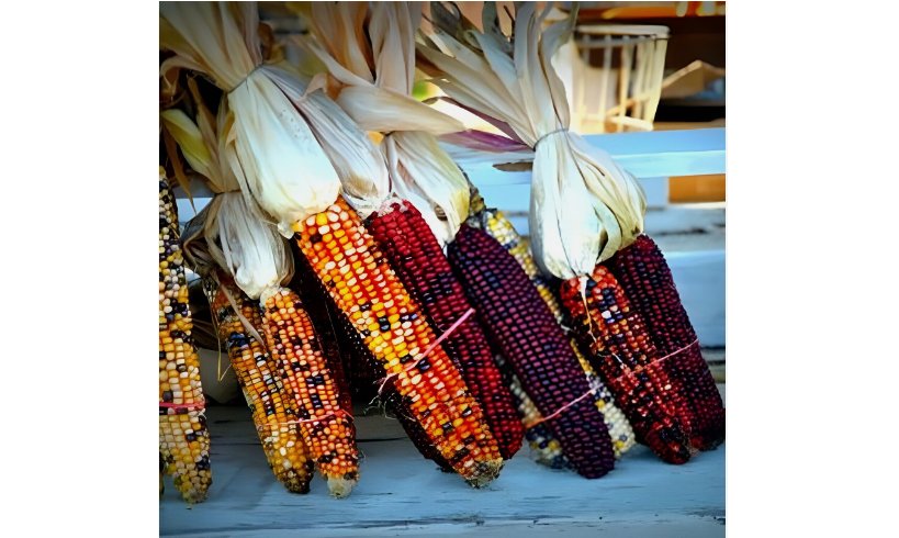 Indian Corn Seeds - Heirloom - NON GMO 500 SEEDS