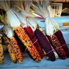 Indian Corn Seeds - Heirloom - NON GMO 500 SEEDS