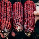 25 SEEDS ORGANIC HEIRLOOM JIMMIE RED CORN