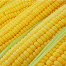 Incredible Corn Seeds - Grow Tasty Sweet Corn 100 SEEDS