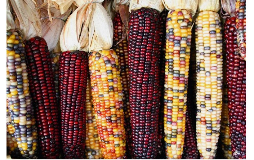 Treated Indian Ornamental Corn Seeds Heirloom Non-GMO 50 SEEDS