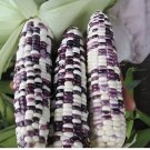 Corn Purple White Corn Seeds. Organic. Non-GMO 25 SEEDS