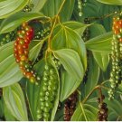 20 SEEDS Piper nigrum | Black Pepper Corn
