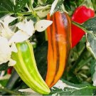 20 SEEDS African Fish Pepper Seeds / ORGANIC / AFRICAN CUISINE / MEDIUM SPICY