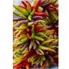20 SEEDS Cayenne HOT Pepper Fiesta Blend Seeds