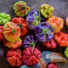 20 SEEDS Aji Cachucha Pepper Seeds / FLORIDA GROWN