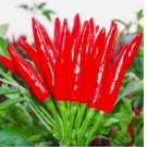 50 SEEDS THAI HOT PEPPER Bird CHILI SEEDS VERY FRESH Non-GMO