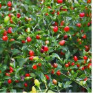 50 SEEDS CHILE PEQUIN,BIRD EYE HOT PEPPER SEEDS
