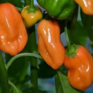 50 SEEDS ORANGE HABANERO HOT PEPPER SEEDS HOT Mexican SALSA vegetable GARDEN non-gmo
